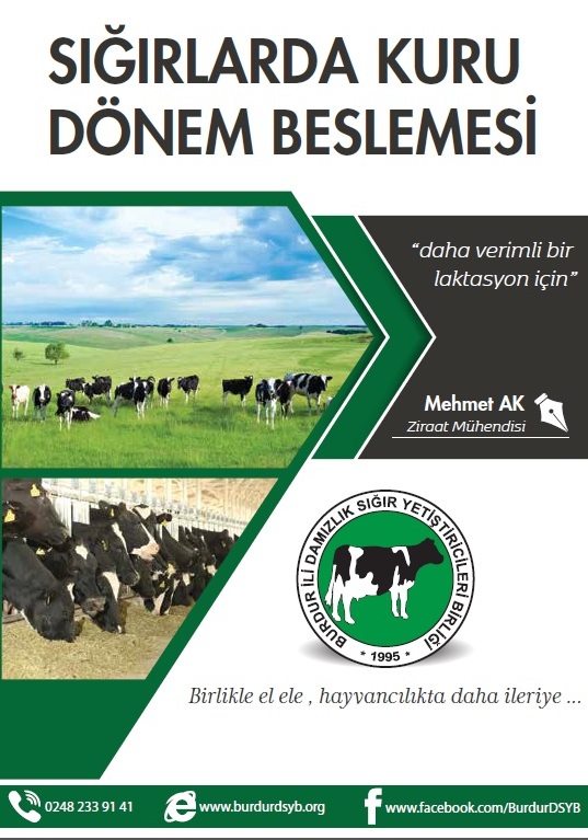 Sığırlarda Kuru Dönem Besleme