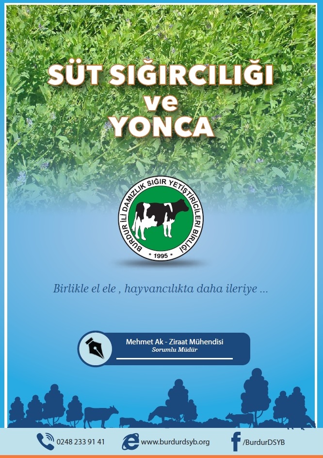 Süt Sığırcılığı ve Yonca